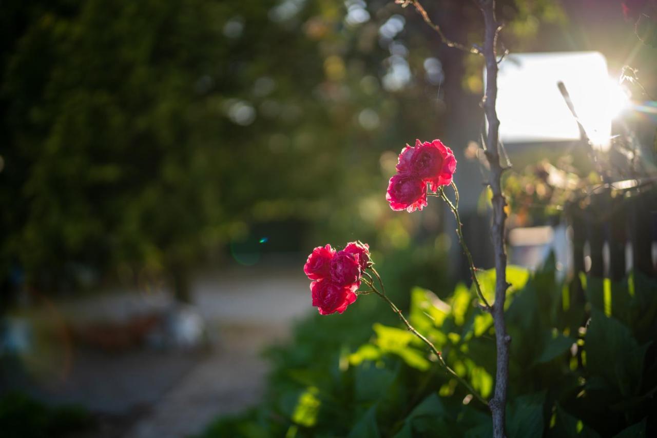 Quinta Do Sol Lägenhet Alijó Exteriör bild